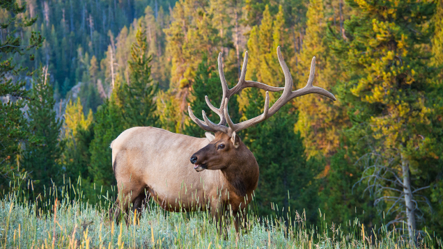 Illustration for article titled 7 Ways A Single Riled-Up Elk Could Completely Reshape This Election Before November